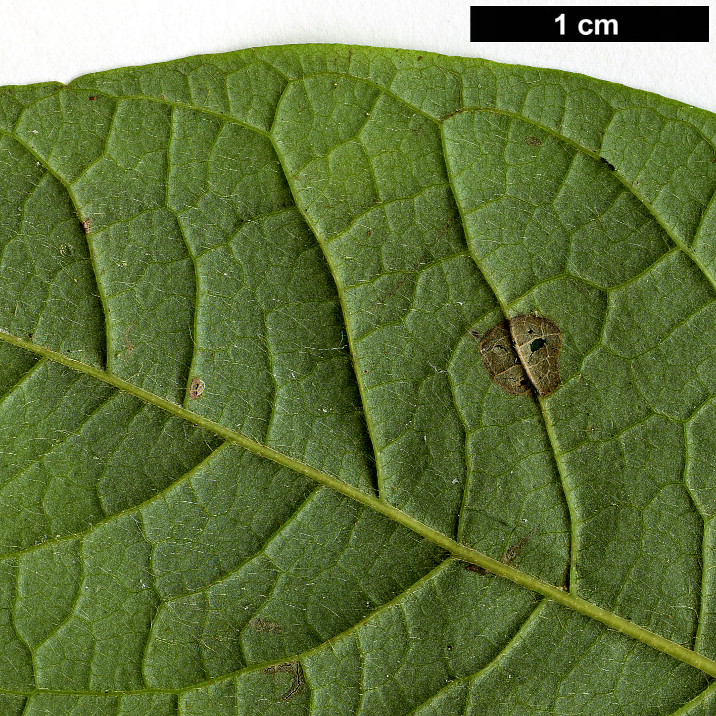 High resolution image: Family: Lauraceae - Genus: Lindera - Taxon: sericea - SpeciesSub: var. glabrata High resolution image: Family: Lauraceae - Genus: Lindera - Taxon: sericea - SpeciesSub: var. glabrata
